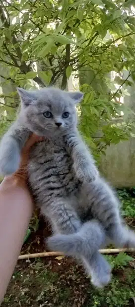 Kitten British short hair 1 bulan 2 Minggu