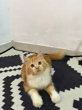 Kucing persia bigbone