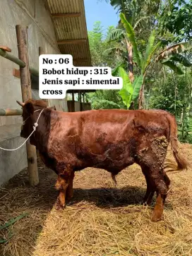sapi limosin outlet qurban sawargi