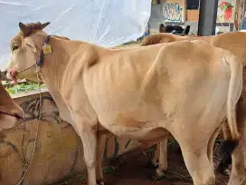 sapi murah booking sekarang juga