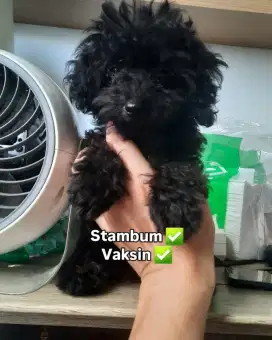 Tiny poodle (black)
