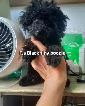 Black tiny poodle (male)