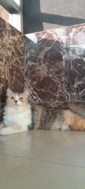 Indukan betina Caliko 12 bulan mahar untuk 1 ekor