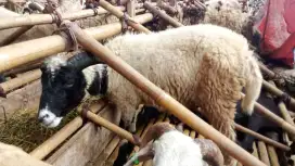 JUAL DOMBA QURBAN PREMIUM MURAH