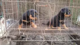 Puppies rottweiler Non stbm