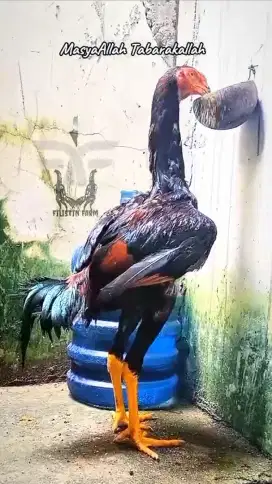 Ayam Shamo calon Tinggi Besar