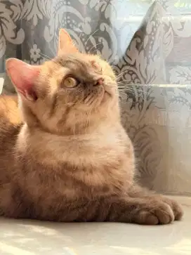 2 KUCING BSH JANTAN CINNAMON QUALITY SHOW