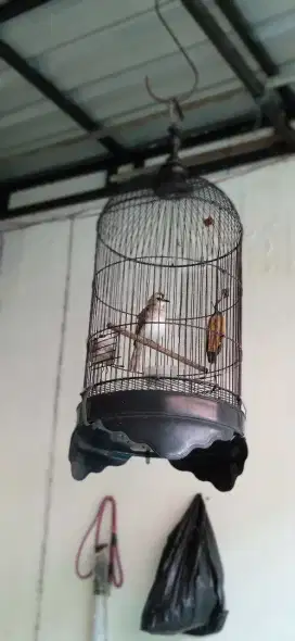 Saya jual burung trucukan klo bunyi sayapnya garuda