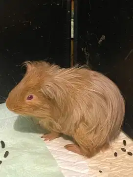 GUINEA PIG MARMUT SILKY