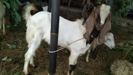 Kambing Aqiqah Qurban terbaik dan ekonomis 2025