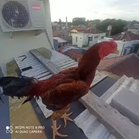 Ayam bangkok muda
