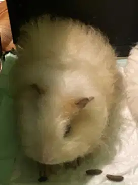 GUINEA PIG TEXEL MARMUT