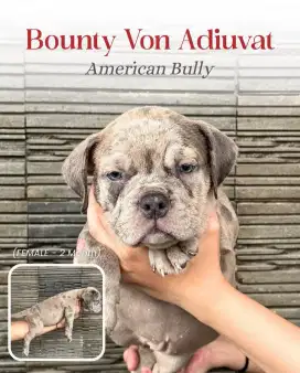 PUPPY AMERICAN BULLY (FEMALE 3)