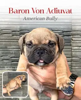 PUPPY AMERICAN BULLY (MALE 1)