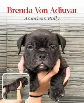 PUPPY AMERICAN BULLY (FEMALE 1)