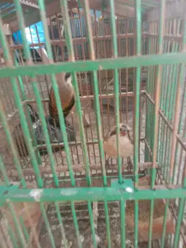 Jual burung pentet anakan mandiri