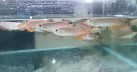 Arwana golden red