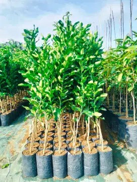 Bibit jeruk purut super