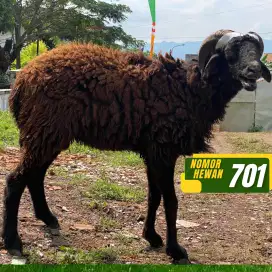 JUAL HEWAN QURBAN DOMBA MURAH
