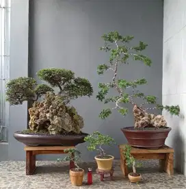 Bonsai hias murah ada 5 pohon