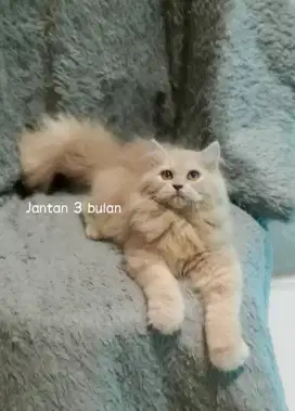 Kucing persia super
