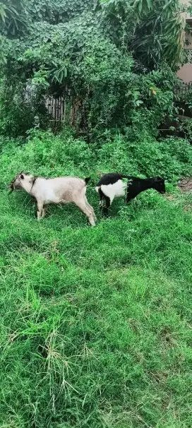 Jual kambing kambing kacang anakan usia 7 bln