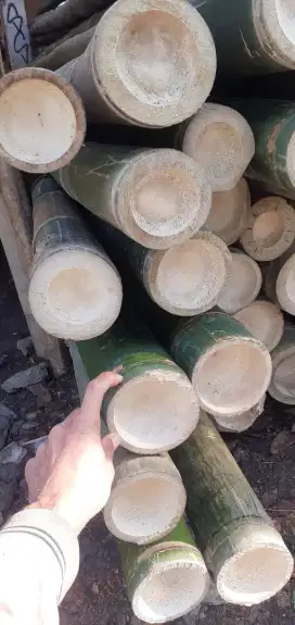 BAMBU GOMBONG UNTUK TIANG