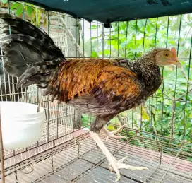 Jual ayam bekisar jali emas 7blnan siapan kokok awal kota batu