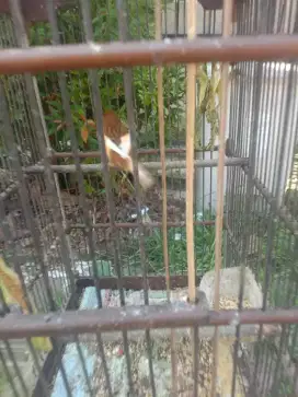 Jual burung kenari betina