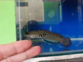 Blue Pulcra 8-12cm
