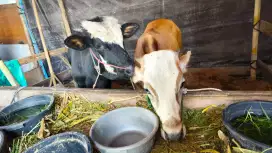 SAPI, 20 JUTA NEGO BISA 1/7