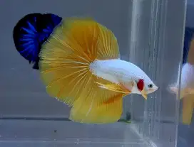 ikan cupang halfmoon yellow dragon
