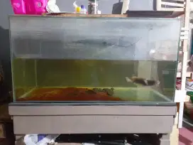 Aquarium ukuran 80x40