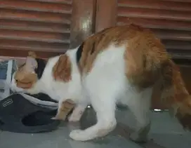 Kucing super langka calico jantan