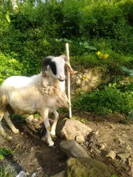Domba Qurban Jantan
