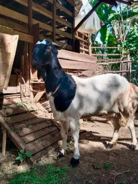 Kambing Qurban murah