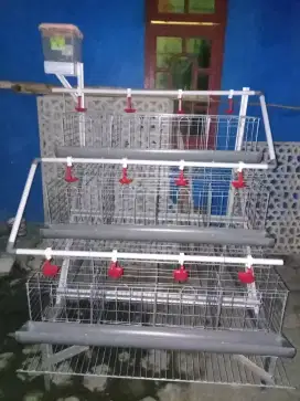 Kandang ayam petelur