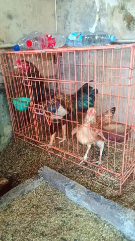 AYAM KAMPUNG KUB