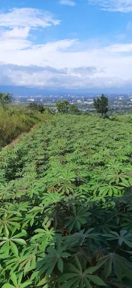 LAHAN KOSONG COCOK UNTUK PERUMAHAN VILLA