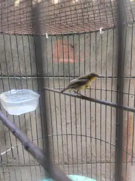 Konin Kolibri ninja trotol