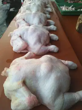 Jual ayam segar ecer dan grosir