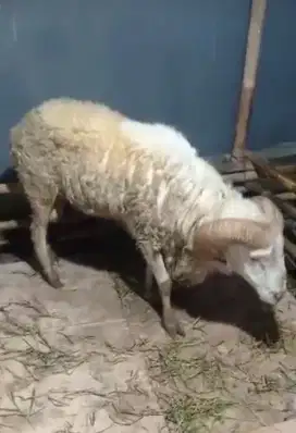 Kambing Domba Qurban Murah Bekasi
