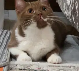 Kucing britishshorhair Cinamon