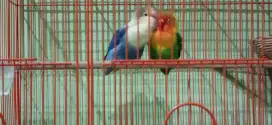 Lovebird 2 ekor