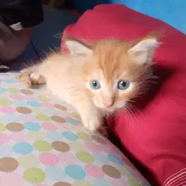 Anakan kucing mixdome 3bln