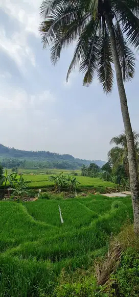 Jual Kavling Strategis view Hamparan Sawah/Bukit di Tanjungsari Bogor