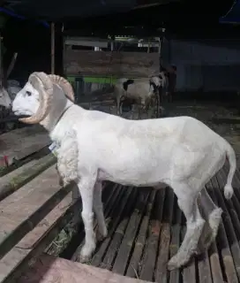 Jual Kambing Qurban Murah