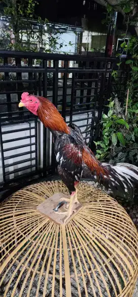 Ayam Bangkok umur -+ 1.5 tahun