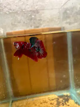 Sepasang Red Black Koi