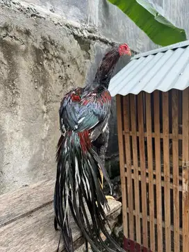 Ayam ekor lidi panjang tinggi